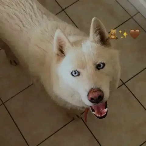 Nala photo 2