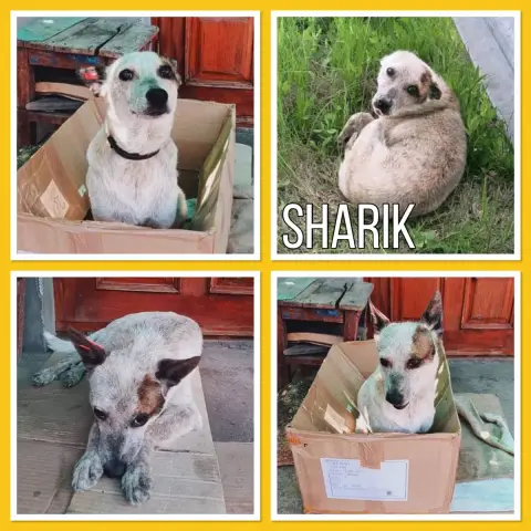 Sharik