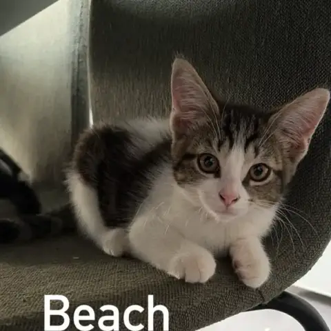 Belle Boo Beach photo 3