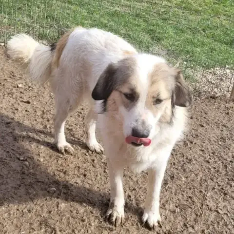 Dolly photo 3