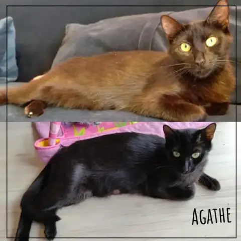Agathe