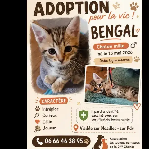 Bengal
