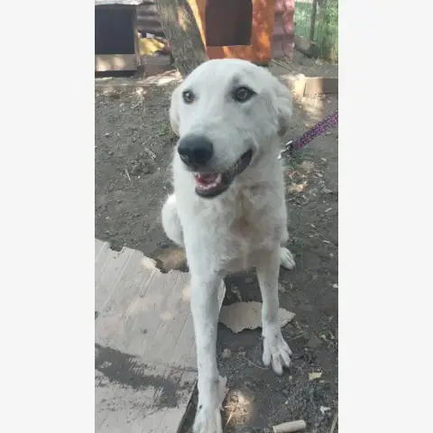 Ella