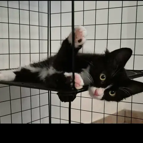 Merlin photo 2