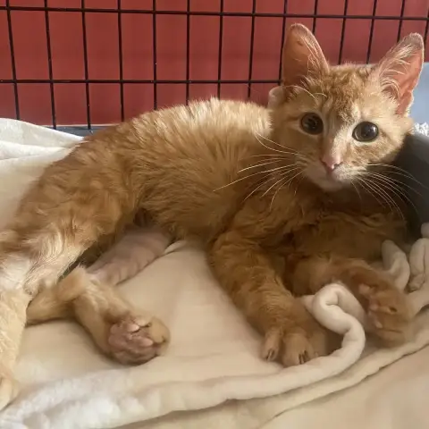 Oliver