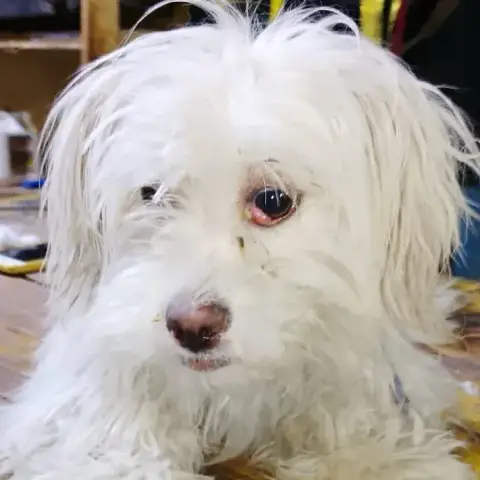 Perla