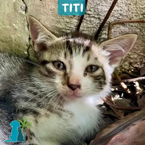 Titi
