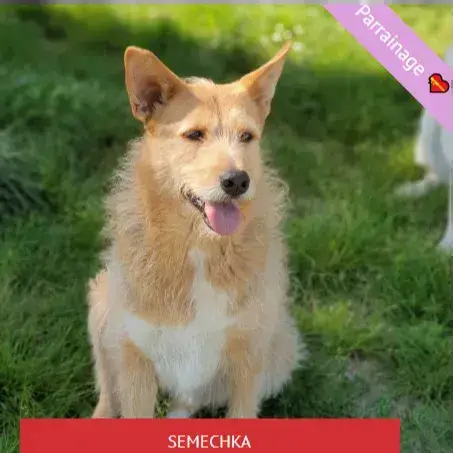 Semechka