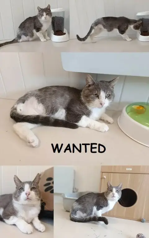 Wanted photo 2
