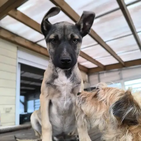 Ronan
