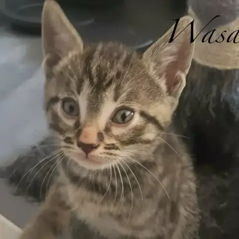 Wasabi photo 2