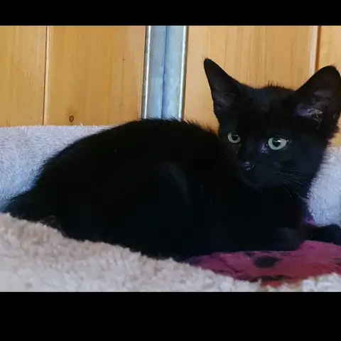 Pepito