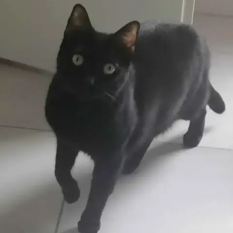 Krokmou