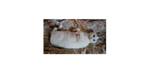 Blanco photo 3