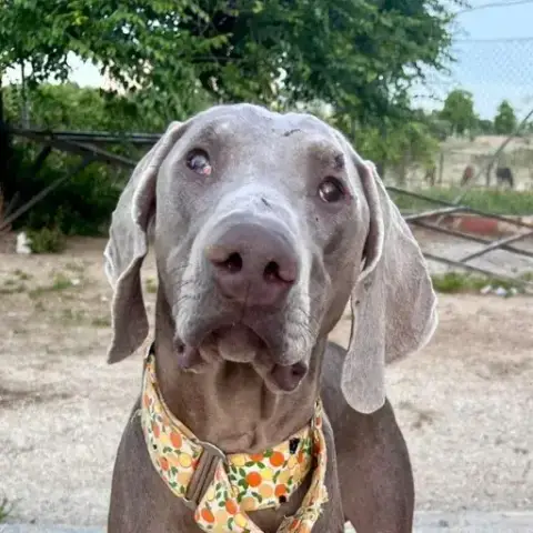 Murphy photo 3