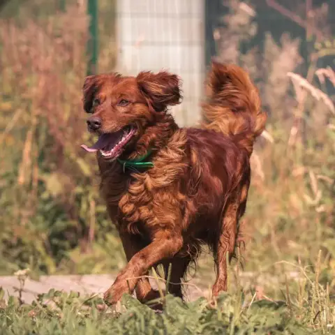 Simba photo 2