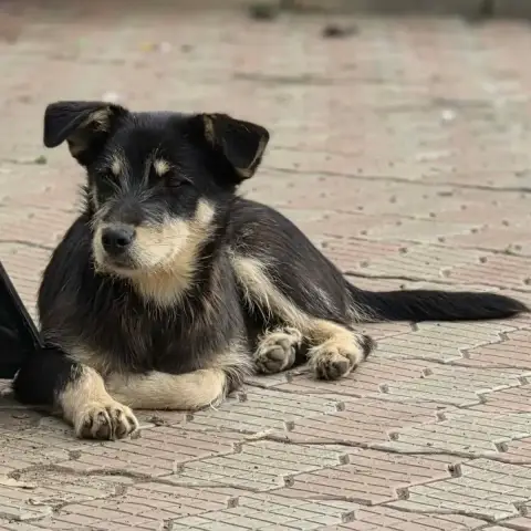 Zorro photo 2