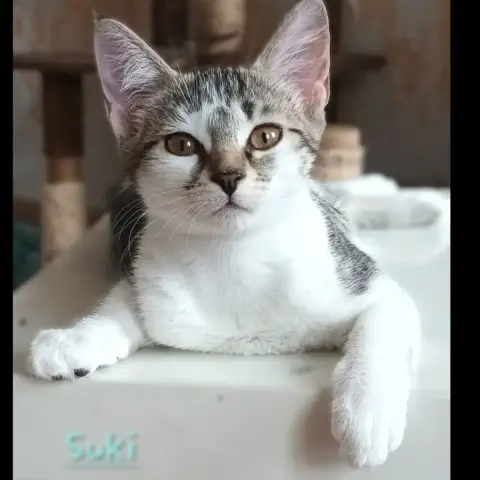 Suki