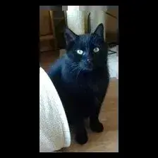 Repeto photo 3