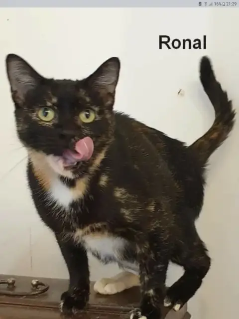 Ronal