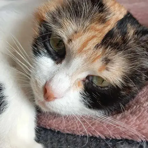 Choupette