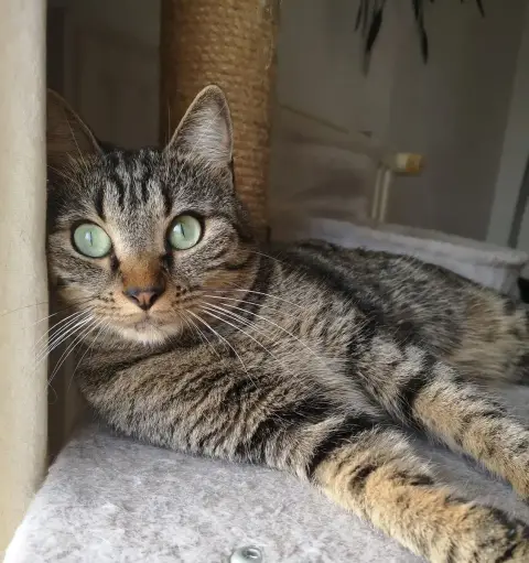 Moana
