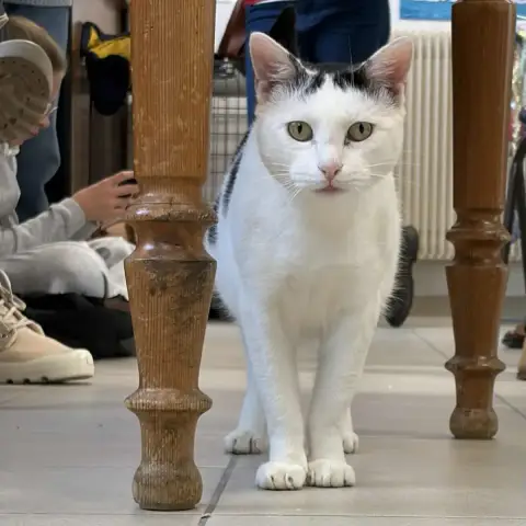 Reglisse