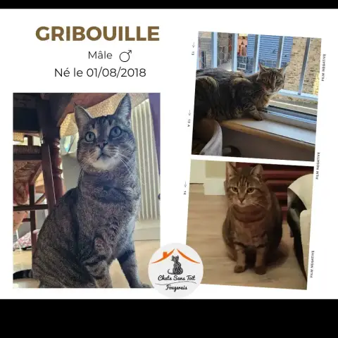 Gribouille