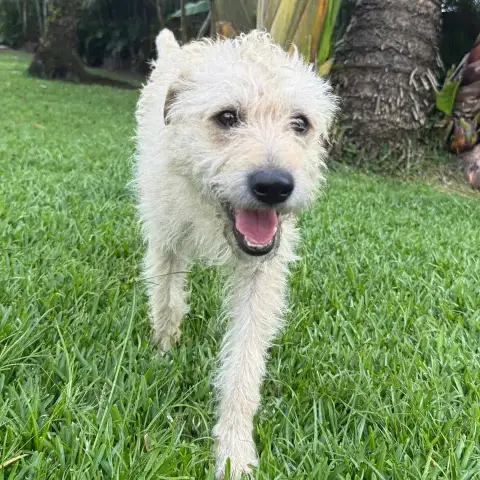 Oscar