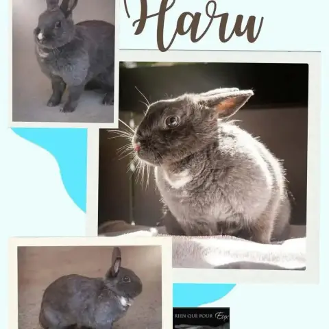 Haru