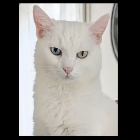 Ava