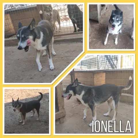 Ionella
