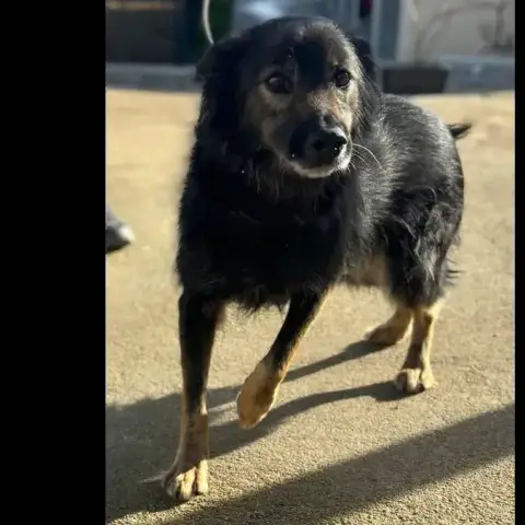 Tyson