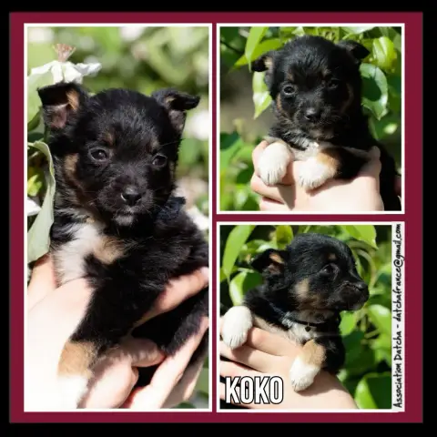 Koko