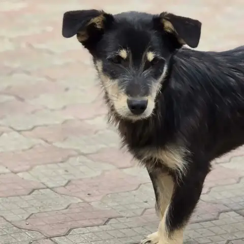 Zorro