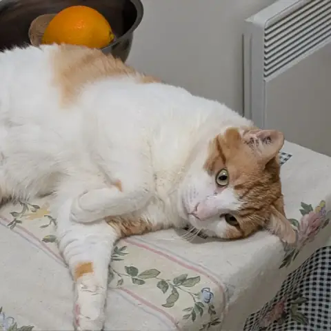 Titou