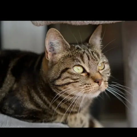 Arya photo 3