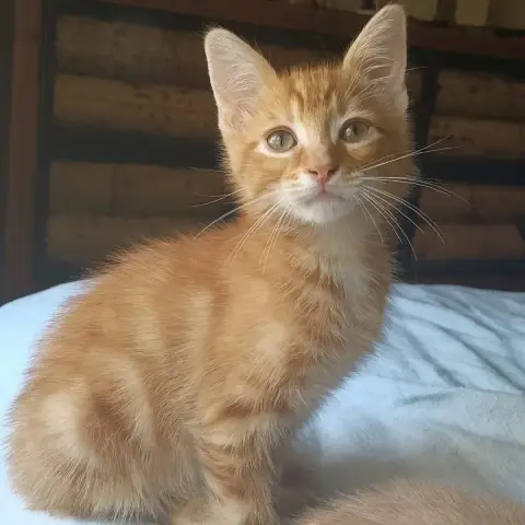 Malo