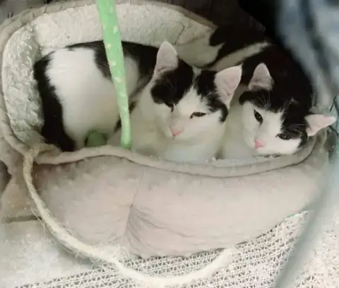 Filou Et Domino