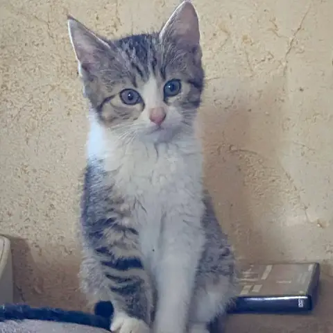Krokmou Et Sa Petite Soeur photo 2