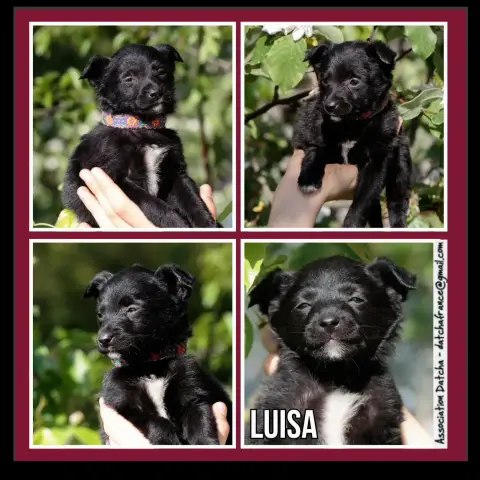 Luisa