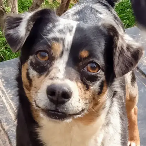 Miro