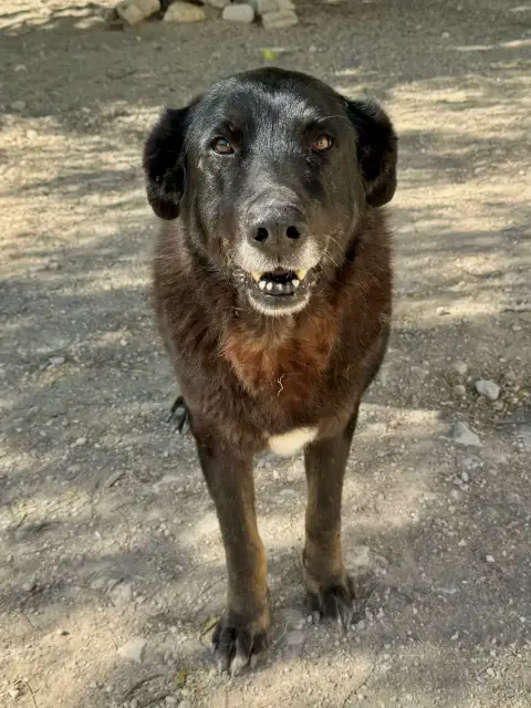 Federico