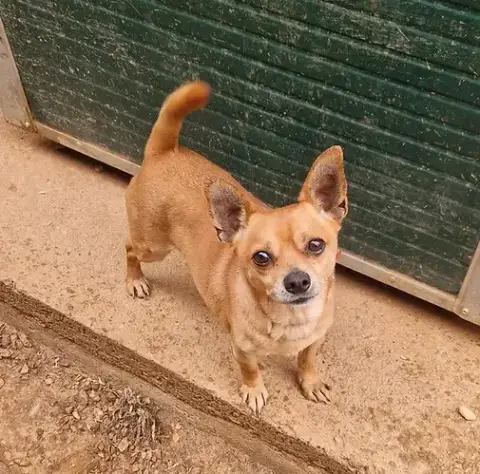 Junior