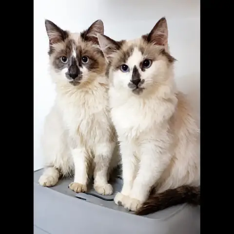 Ankor Et Azuelo