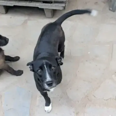 Karlos