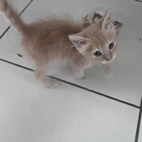 Pistache