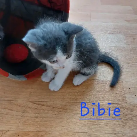 Bibie