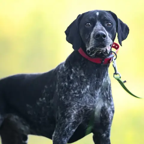 Rex