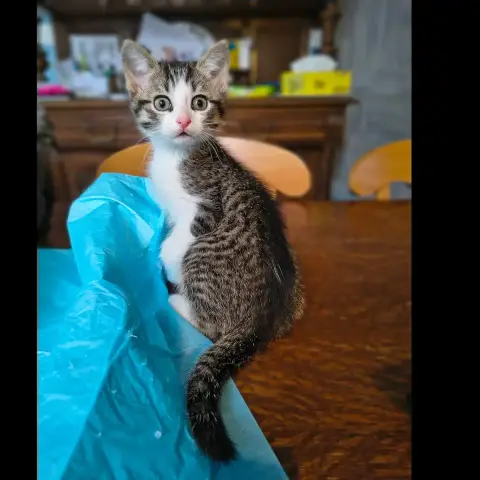 Loki